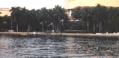 florida-palmtreesriverwalk.jpg